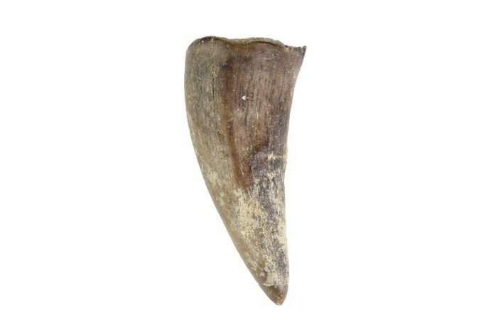 Cretaceous Crocodile Tooth - Hell Creek Formation #71206